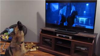 超萌！狼犬看動物方城市　竟跟著凹嗚