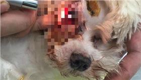 寵物,沙龍,洗澡,造型,危險,眼睛,傷勢,肌肉指數,腦震盪,吵架(https://www.facebook.com/emily.shei/posts/10153341680122255?pnref=story)