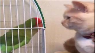 喵星人與鸚鵡互瞪　此時尾巴竟來亂