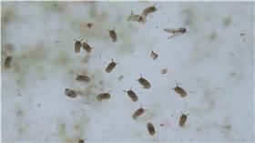 巴西,里約熱內盧,茲卡病毒,熱帶家蚊,埃及斑蚊
圖／美聯社／達志影像