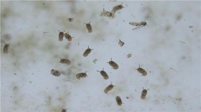 茲卡病毒擴散？巴西爆熱帶家蚊會傳染