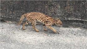 農委會,生物,保育,方國運,石虎,屍體,研究,動物(臉書 https://www.facebook.com/leopardcattaiwan/photos/pcb.537056579800427/537056516467100/?type=3&theater)