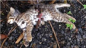 農委會,生物,保育,方國運,石虎,屍體,研究,動物(臉書 https://www.facebook.com/leopardcattaiwan/photos/a.344223439083743.1073741828.344191292420291/564309757075109/?type=3&theater)