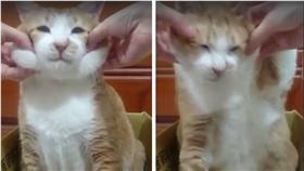 日前就有貓奴網友上傳一段逗弄貓咪的影片，其中喵星人無奈的表情，也讓同樣愛貓的網友樂翻了。