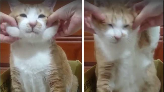 飼主逗弄喵星人　網友被這動作笑翻了