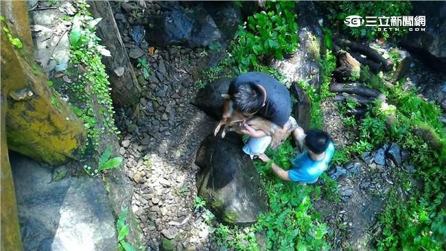 山羌跑過頭墜谷　兩型男涉水搶救牠！