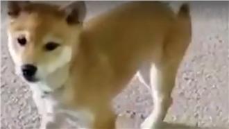 汪星人脖子超軟Q　一回眸網友嚇壞了