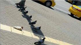 鴿子,https://www.facebook.com/mdc.cwb?fref=ts