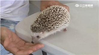 影／刺蝟做檢查　醫生一碰竟嚎啕大哭