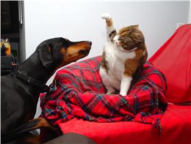 ▲（圖／Michelle Tribe,  flickr  CC License）
