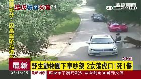 猛虎撲陸客2400.