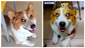 ▲粉絲贈手工「酒酒」維妙維肖。（圖／翻攝自連環泡有芒果臉書） https://www.facebook.com/%E9%80%A3%E7%92%B0%E6%B3%A1%E6%9C%89%E8%8A%92%E6%9E%9C-165330740249615/photos