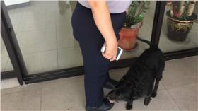 江子翠派出所流浪狗「QQ」(圖/朱立倫臉書)