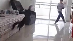 貓,貓咪,寵物,喵星人,足球,射門　（圖／翻攝自臉書）