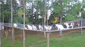 貓咪空中步道/翻攝https://www.facebook.com/1785045585047275/videos/vb.1785045585047275/1785138121704688/?type=2&theater