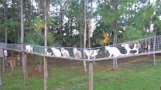 飼主自製步道讓貓外出　但要小心塞車