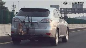 把狗綁在籠子裡上國道、虐狗／網友授權提供