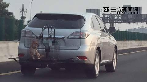 車主將愛犬綁車尾　上國道高速狂飆