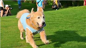 黃金獵犬明星cherry/翻攝自https://www.facebook.com/LIAOCHERRY0229/photos