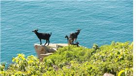 島嶼 羊
http://www.abc.net.au/news/2016-07-23/dingoes-set-to-become-pelorus-island-environmental-saviour/7652424