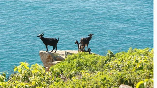 野犬登島獵殺山羊　功成後竟要被毒死