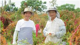 紅藜　草地狀元