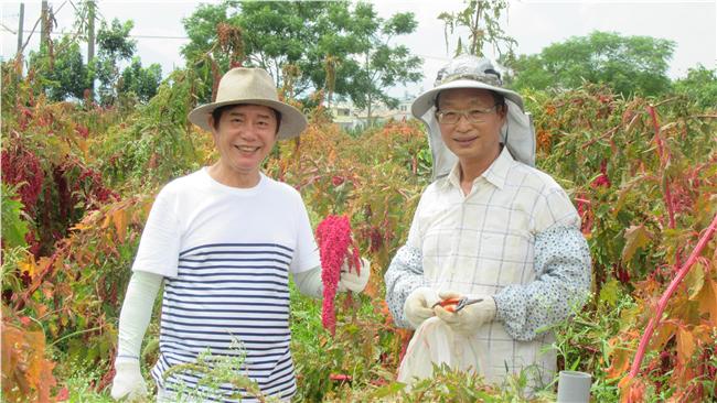 尋找穀類的紅寶石　意外發現太空糧食