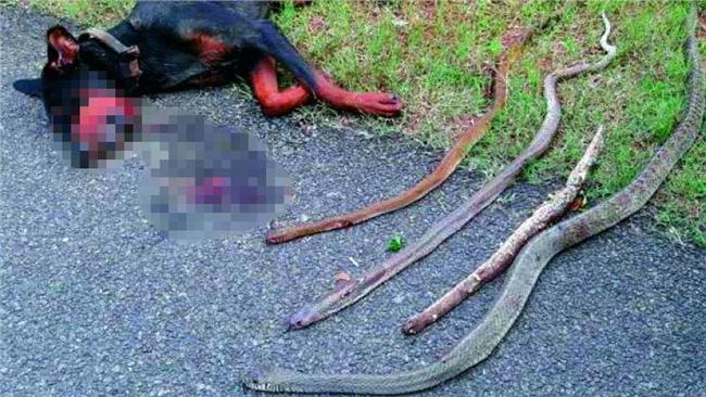 誓死守護主人！杜賓犬與4蛇同歸於盡