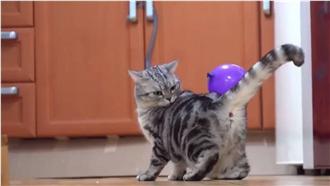 氣球形影不離　喵星人個個表情超慌張