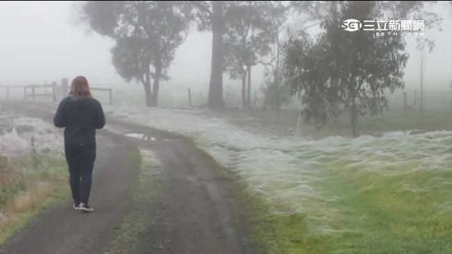 澳洲公園突降白雪？全是蜘蛛搞的鬼！