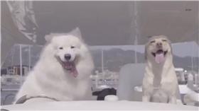 狗狗約會　　圖／小布的日常生活，美拍 