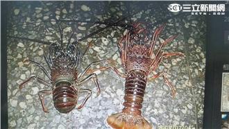 龍蝦消失神秘事件　原來是這個原因