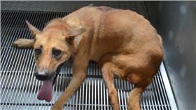 米可斯
翻攝自新竹縣動物保護資訊網