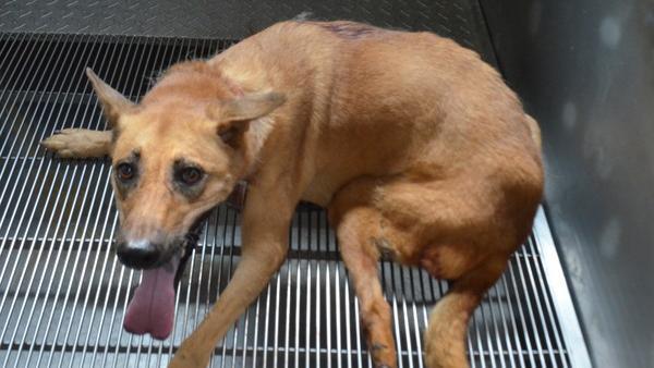 品種犬光速被領養　米克斯苦等有緣人