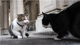 巴默斯頓和英國第一貓賴瑞（Larry）四眼相瞪。圖擷自 dailymail