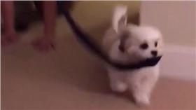 毛小孩,寵物,瑪爾濟斯,小型犬,狗,遛狗
（翻攝自heyyybenji instagram：https://goo.gl/dCQ0QV）