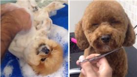 毛小孩,寵物美容,狗,修毛,紅貴賓,博美
（翻攝petstylistt instagram：https://goo.gl/vea6G0）