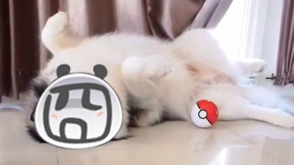 影／主人丟寶貝球　汪星人傻眼模樣萌