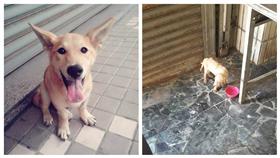 ▲愛犬接班人來報到。（圖／翻攝自米克斯傳奇臉書）
https://www.facebook.com/groups/752971828086206/