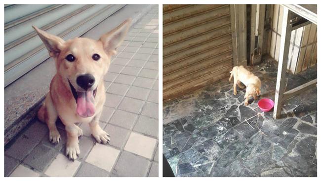 痛失愛犬哀慟3天　驚見接班犬報到