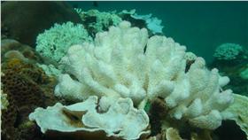 墾丁水溫破30度 珊瑚白化17年來最嚴重(中央社)