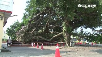 5樓高百年榕樹倒塌　居民驚嚇又不捨