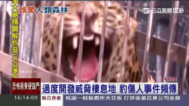 花豹誤闖撲咬　印度村莊10人受傷