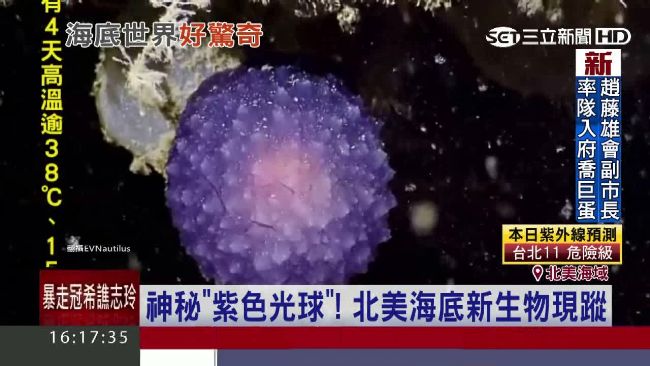 神祕物種曝光！北美海底驚見紫色光球