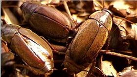 太平洋甲殼蟑螂（圖／翻攝自《Digital Journal》）