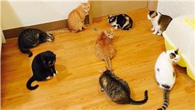 貓咪圍成圈（圖／翻攝自貓咪也瘋狂俱樂部 CrazyCat club臉書社團）