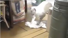 ▲貓咪化身家事小幫手。（圖／翻攝自It's Kitty Cat Time臉書）
https://www.facebook.com/ItsKittyCatTime/videos/402439366593462/
