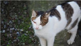 猴硐,貓村,喵星人,貓咪,貓／flickr／https://www.flickr.com/photos/othree/11900141963/in/photolist-j8zkBr-j8xJUp-j8zcUH-j8C6e5-j8xMMD-aBZUSz-8yhHqG-8yeCSH-aBZVAx-j8zafK-j8xRPX-j8Cbzf-j8CcPj-aC3wfj-j8CkwJ-aBZQE6-cCf9jf-j8zjwF-9Di26b-j8Cke9-cCfbzN-j8xMsk-f9DrzF-j8CpC9-j8xNYX-aC3wxw-j8xEx8-j8zT5C-j8znuz-j8zdwp-8yeFF6-j8C7N7-bvrMhK-q1xt9N-f9Dgzn-aC3vLE-j8C6LN-j8zVAE-j8zSJh-8yeDfe-j8z732-94LHjq-j8CfFS-cCf73A-cCf7oj-cCf6Hq-cCf4eG-cCfagd-j8Chfy-j8zNs1