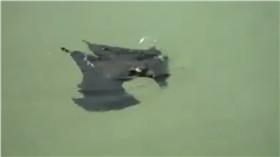 ▲蝙蝠水中游蛙式。（圖／翻攝自Damn You Banana臉書）
https://www.facebook.com/damnyoubanana/videos/1770322696559882/