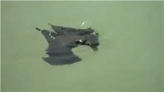 蝙蝠「蛙式」優游水面　網友柯南辦案